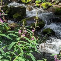 Ivy Creek Campground and Trailhead ico