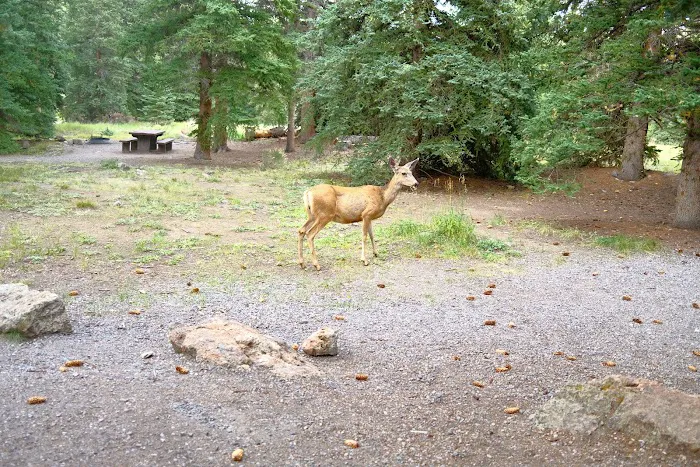 Thirty Mile Campground Picture 1