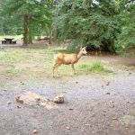 Thirty Mile Campground