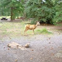 Thirty Mile Campground ico