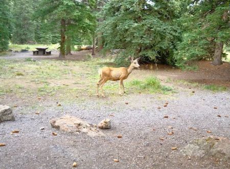 Thirty Mile Campground