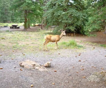 Thirty Mile Campground