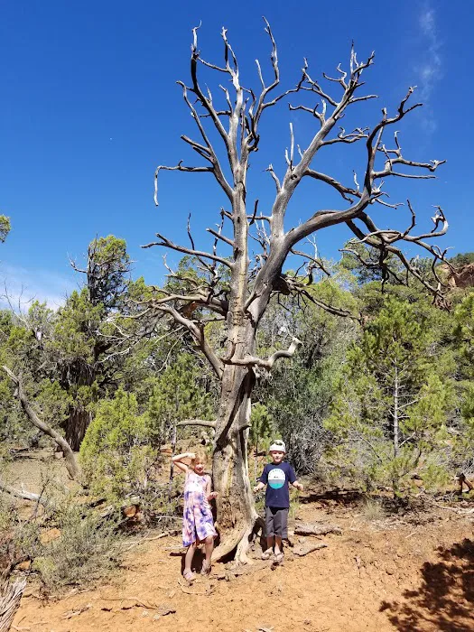 Dominguez Campground Picture 3