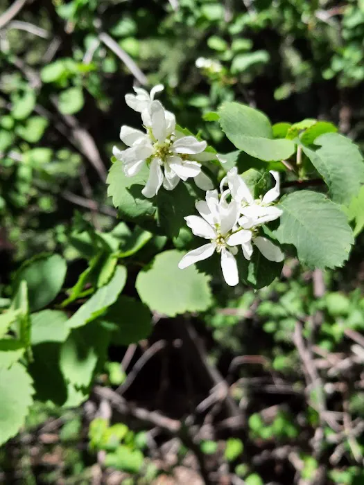Columbine Campground Picture 8