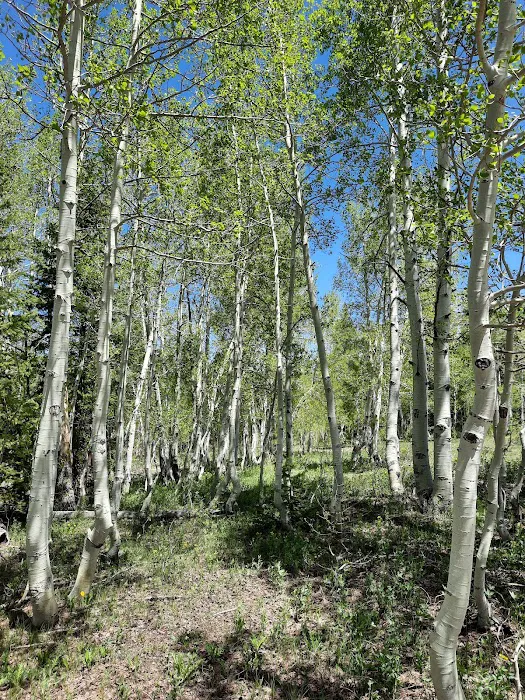 Columbine Campground Picture 9