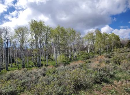 Mud springs campground