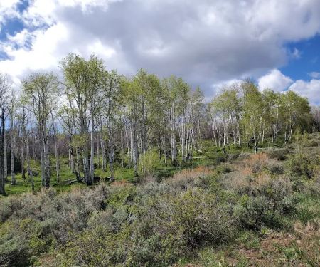 Mud springs campground