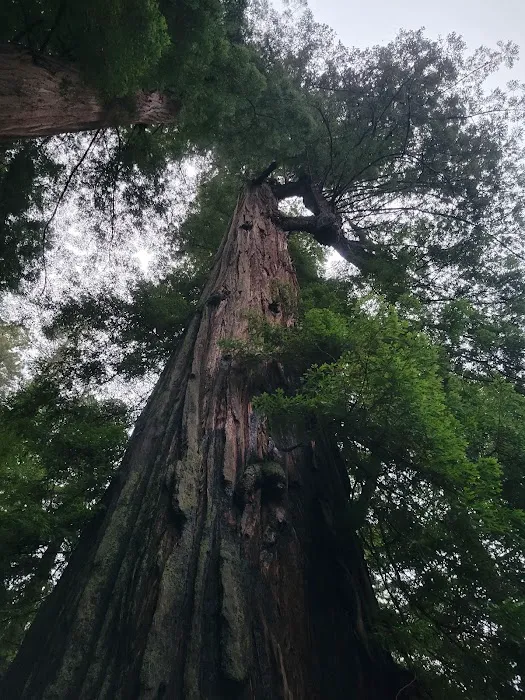Camp Liahona Redwoods Picture 5