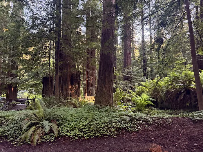 Gualala River Redwood Park Picture 5