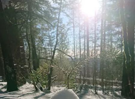 Penny Pines Campground