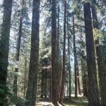 Spring Drive RV Campground
