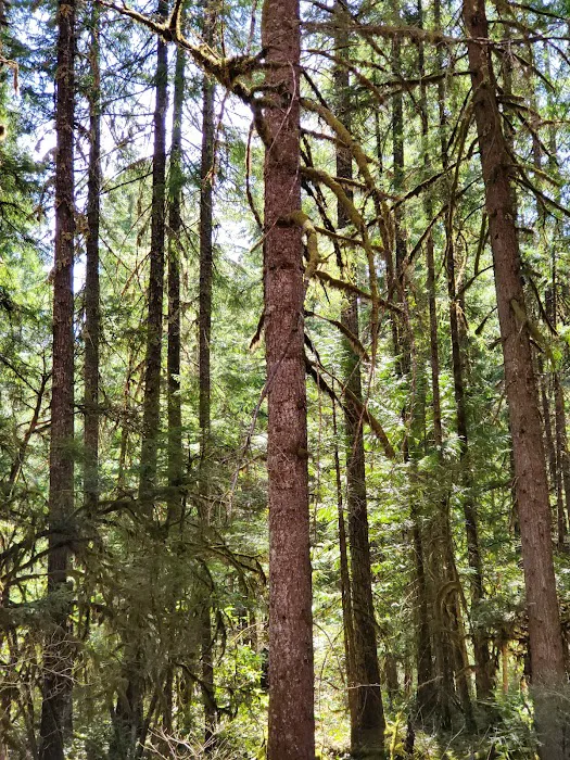Whispering Falls Campground Picture 4