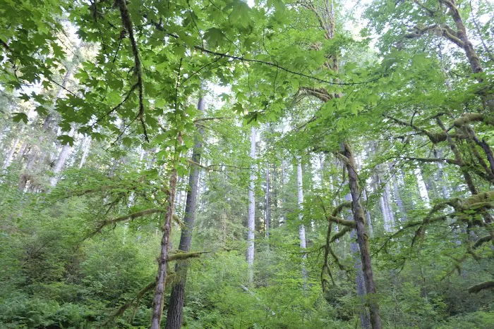 fernview group campground Picture 10
