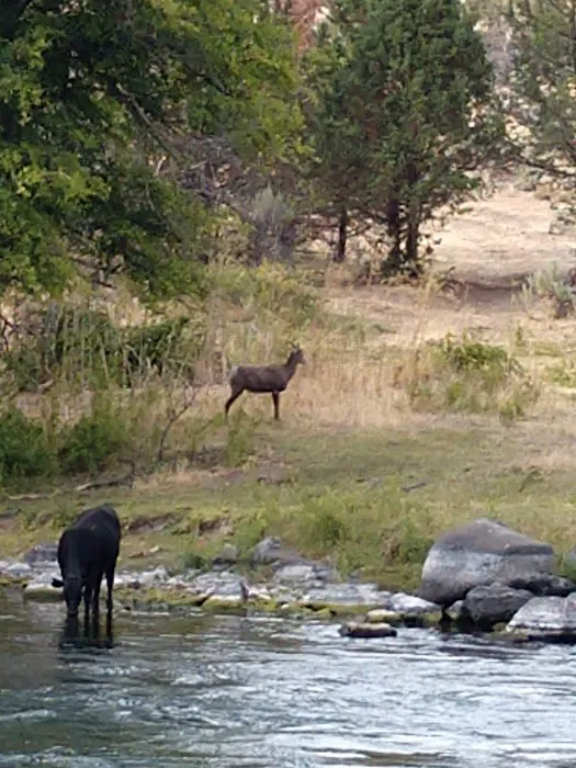 USFS: Trout Creek Campground Picture 5