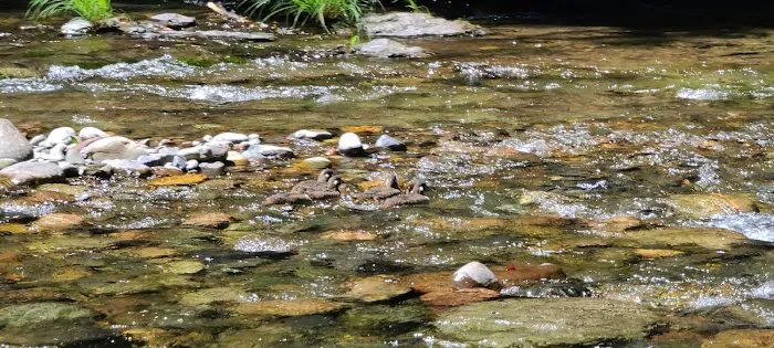 USFS: Trout Creek Campground Picture 4