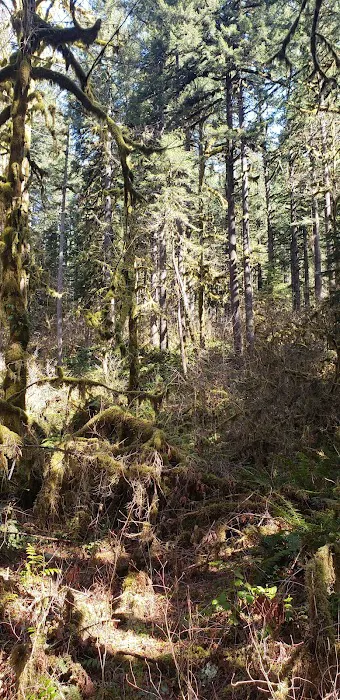 USFS: Trout Creek Campground Picture 8