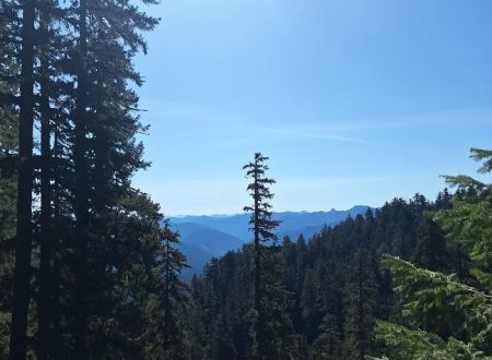 US Forest Service