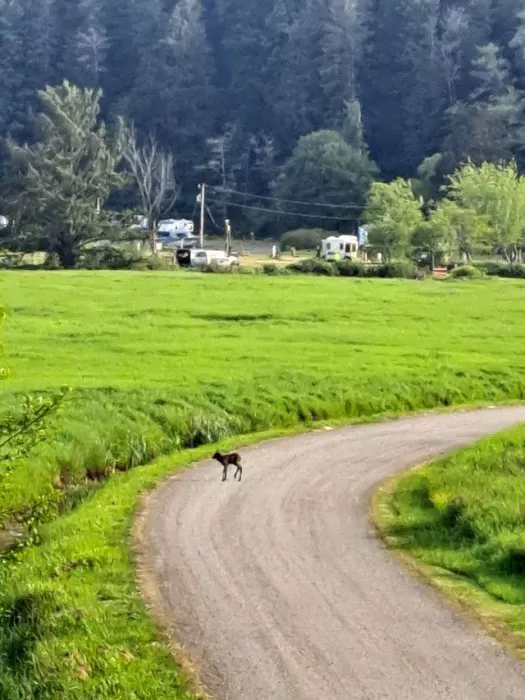 Chinook Bend RV Resort Picture 5