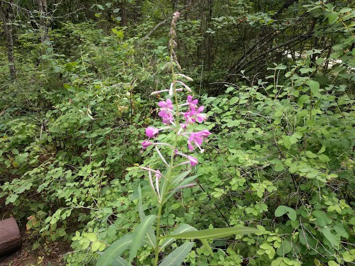 Pierre Lake Campground Picture 4