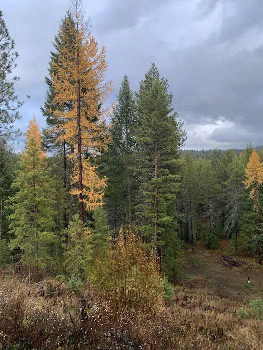 Dragonfly Ranch Picture 6