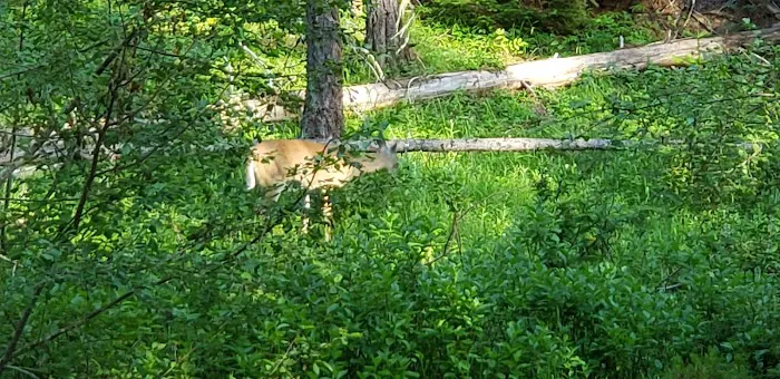 Lake Gillette Campground Picture 4
