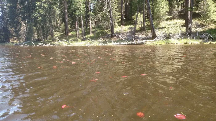 Lake Thomas Campground Picture 4