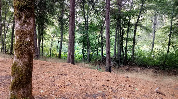 Forest Glen Campground Picture 6