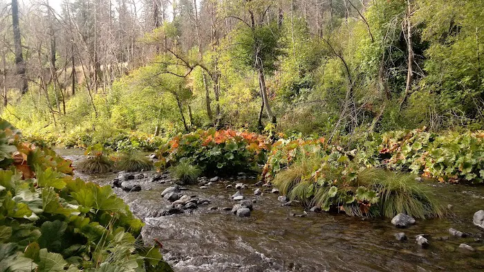 Forest Glen Campground Picture 9