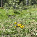 Scott Mountain Campground