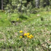 Scott Mountain Campground ico