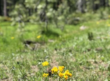 Scott Mountain Campground