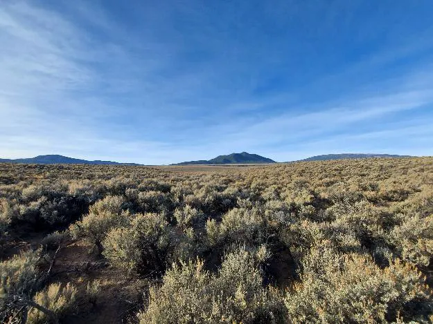 High Coyote Hill Picture 3