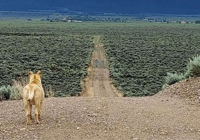 High Coyote Hill Picture 5