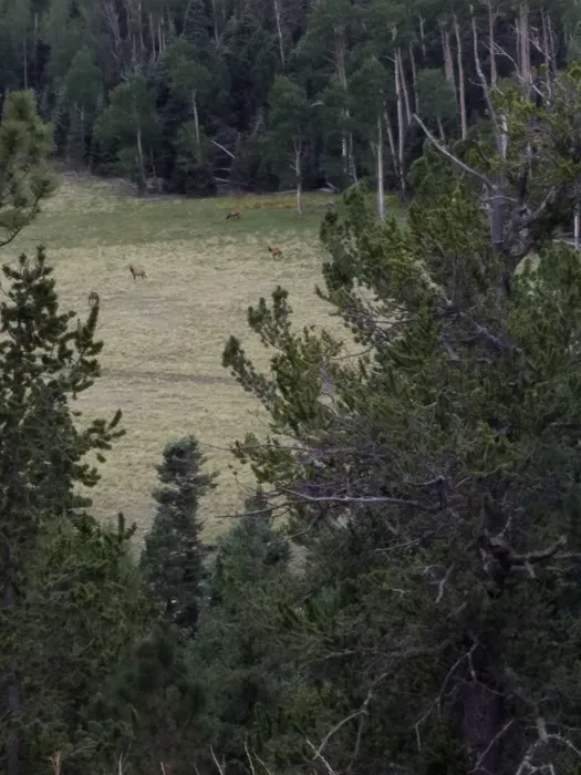 Cimarron Campground Picture 2