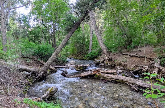 Columbine Campground Picture 4
