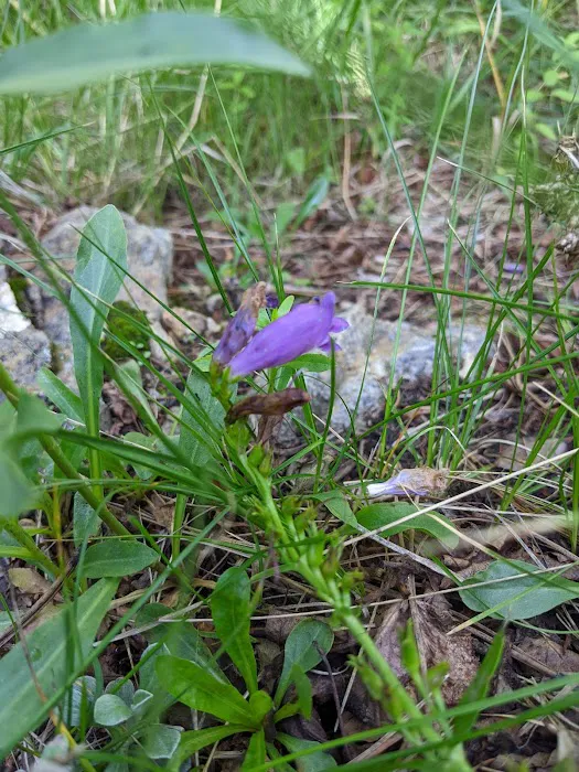 Goat Hill Campground Picture 7