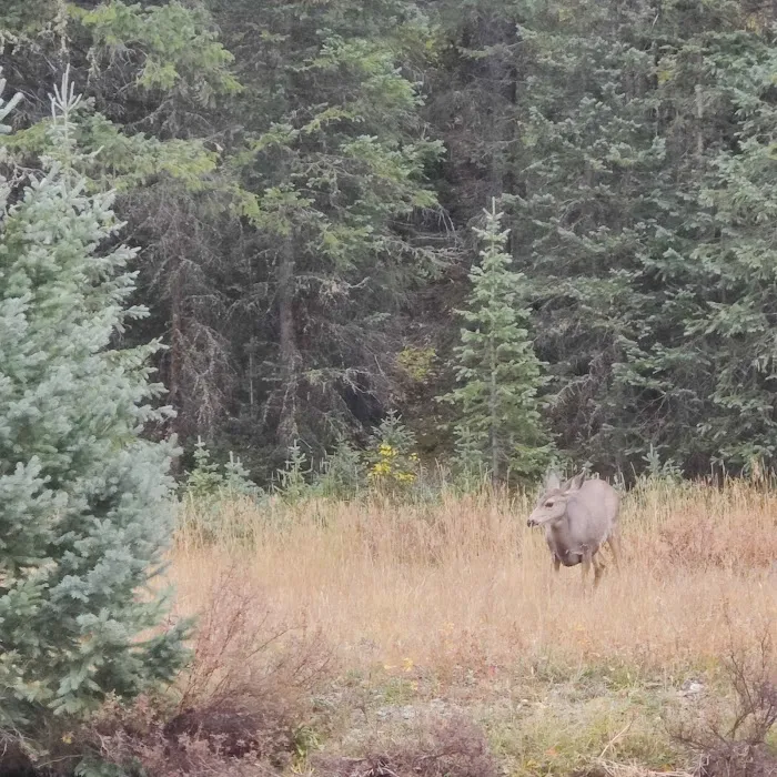 Golden Horn Campground of the San Juan National Forest Picture 6
