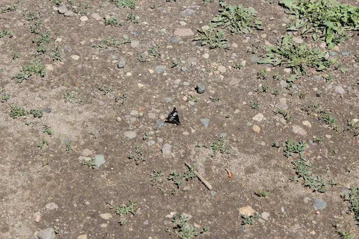 Bridge Campground Picture 9