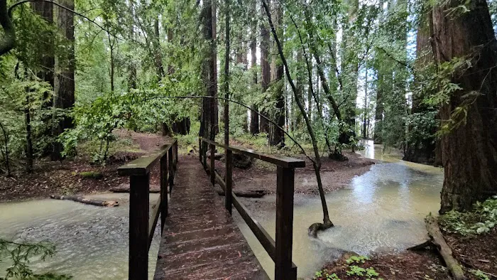 Azalea Campground Picture 6