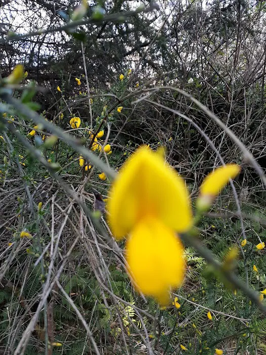 Tidelands Campgrounds Picture 4