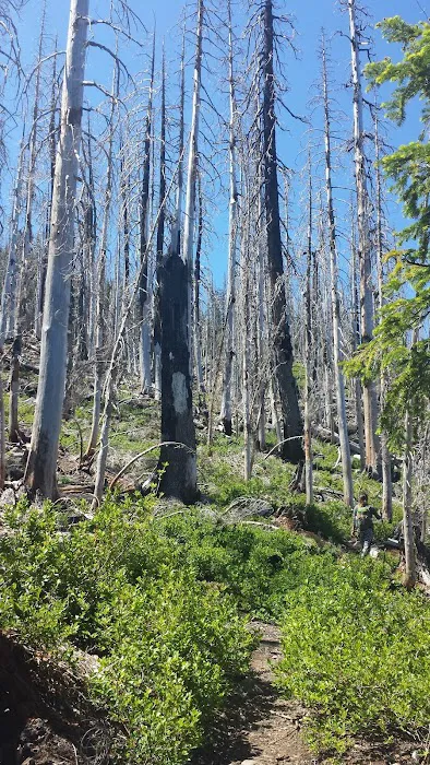 Breitenbush Lake Campground Picture 4