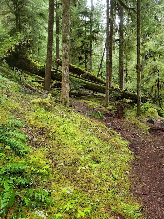 Ice Cap Creek Day Use Area Picture 6