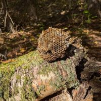 Sheep Creek Campground ico