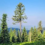 Bald Knob Campground