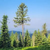Bald Knob Campground ico