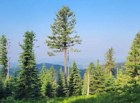 Bald Knob Campground
