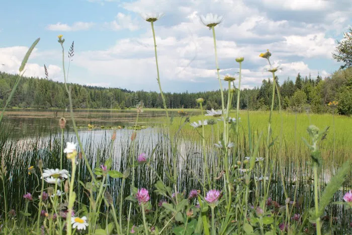 Big Meadow Lake Campground Picture 10
