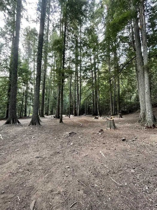 Devil’s Canopy Picture 2