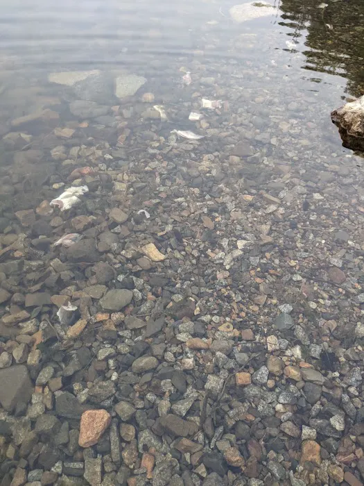 Browns Lake Campground Picture 5