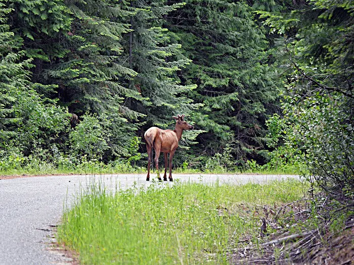 Grandview Campground Picture 3
